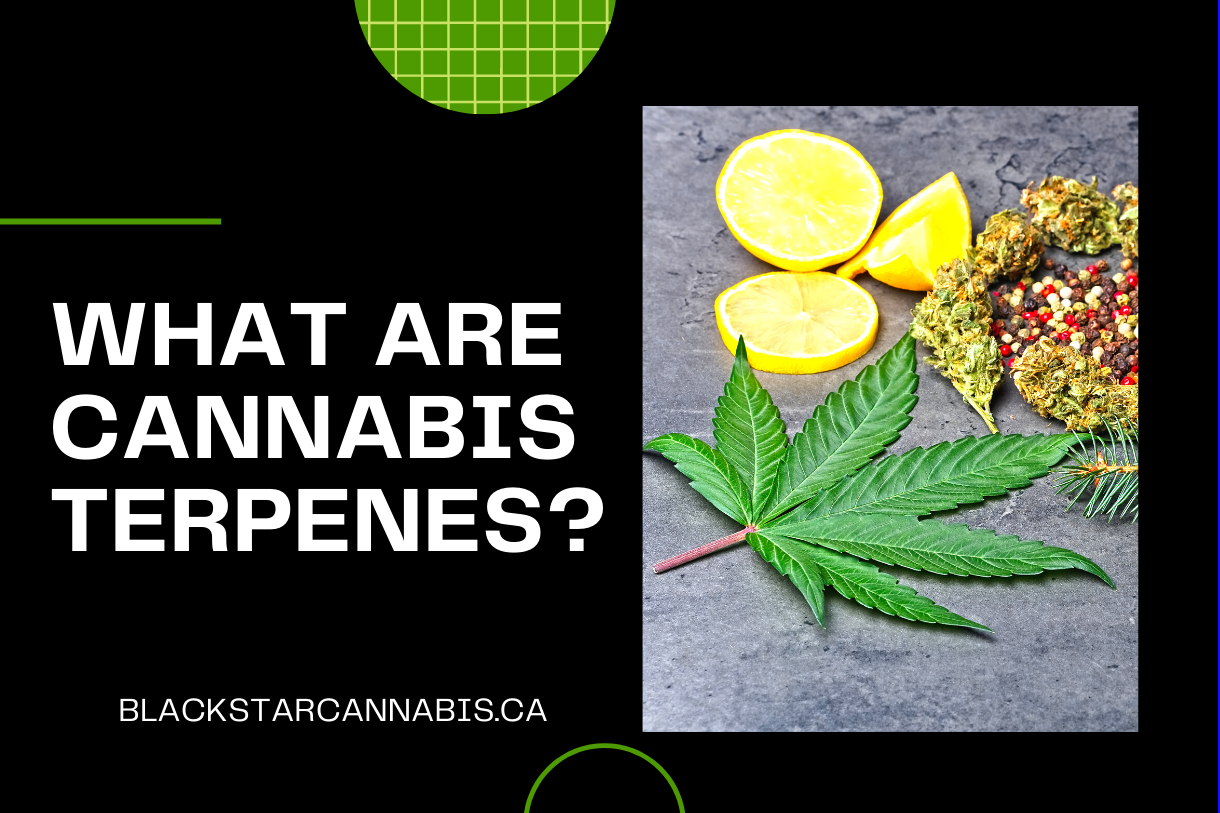 cannabis-terpenes